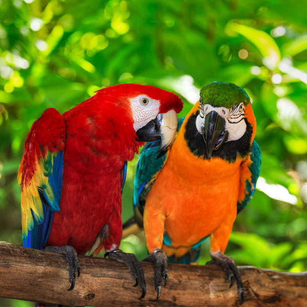 Zwei turtelnde Papageien